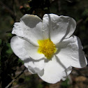 estepa negra