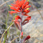 Common Red Paintbrush