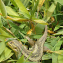 Lagarto