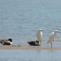 Snowy Egret (pair)