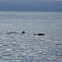 White Beaked Dolphin