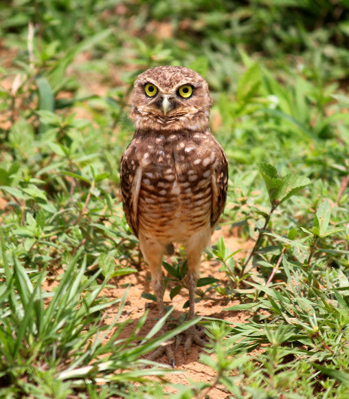 Spotting Image 1