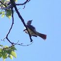 Great Crested Flycatcher