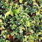 Clover