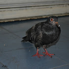 Feral Pigeon