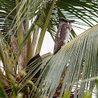 barred eagle owl