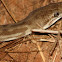 Stimson's python