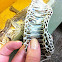 Snake skin