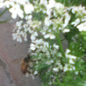 Honey bee