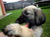 Preciosos  Cachorros Afganos Puros