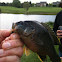 Rock Bass