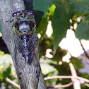 Annual or Linne's Cicada