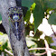 Annual or Linne's Cicada