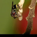 Paper wasp(yellow banded)