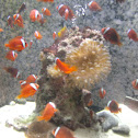 Tomato Clownfish