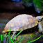 Elongated Tortoise