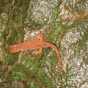 red eft