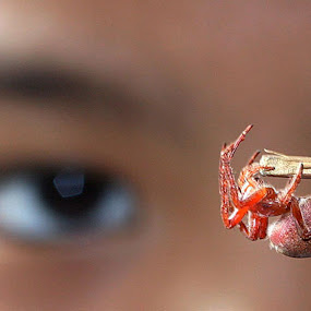 MY PET by Edwin   S. Loyola - Animals Insects & Spiders