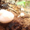 Tubifera ferruginosa