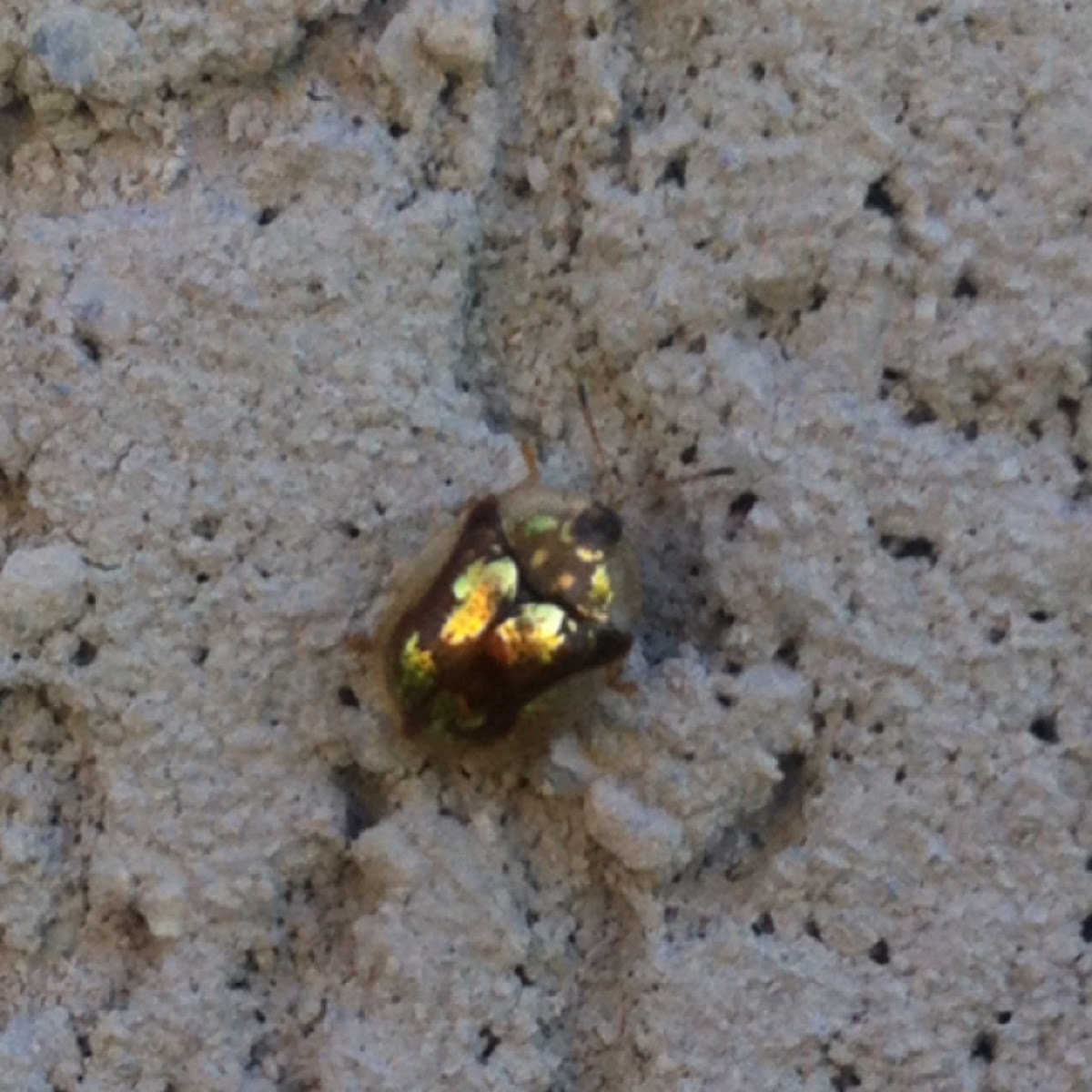 Tortoise Beetle
