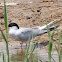 Common Tern