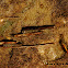 Caddisfly larvae