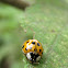 Multicolored Asian Lady Beetle