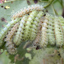 io moth larvae