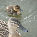 Mallard
