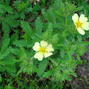 Sulphur or Rough Fruited Cinquefoil