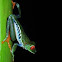 Red eyed tree frog