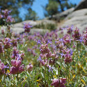 Wild Sage