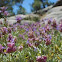 Wild Sage