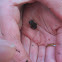 baby wood frog
