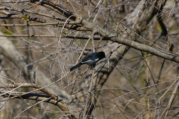 Spotting Image 1