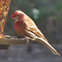 House finch