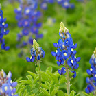 Bluebonnets