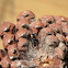 Northern Black Widow