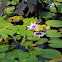 Nenúfar. Water lilly