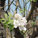 Apple Tree