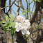 Apple Tree