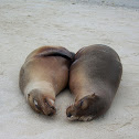 Galapagos Sea Lion