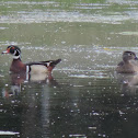 Wood Duck (pair)