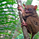 Tarsier