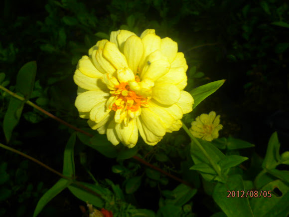 Spotting Image 1