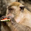 Crab-eating macaque