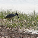 Yellow-crowned Night Heron