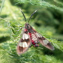 Tiger Moth
