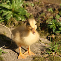Young duck