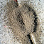 Ant hill